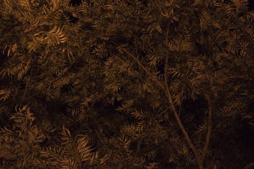 absence