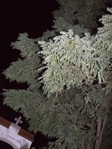 herbarium posae